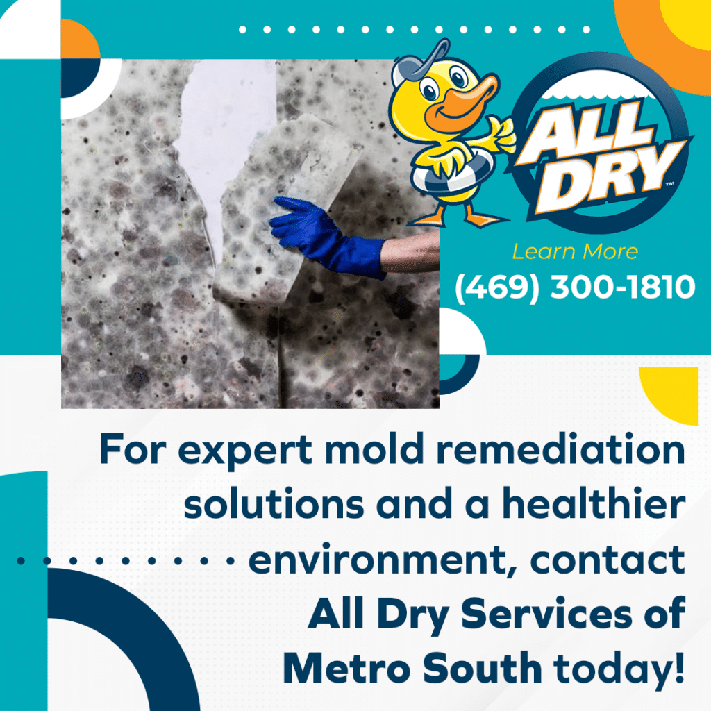 Expert Mold Remediation Solutions